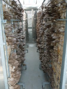 Fotos Gestelle 225x300